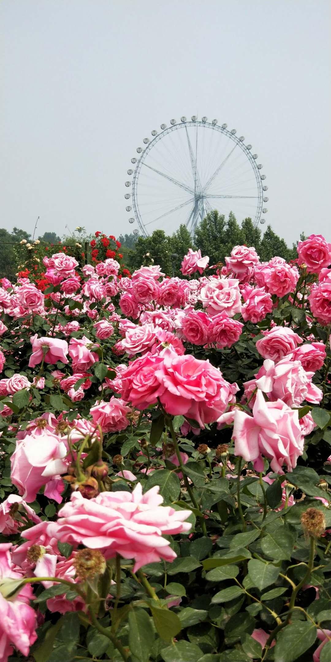 石家庄,城市概览